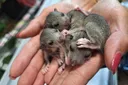wildtierwaisen schutz