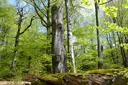 Greenpeace Traumtaler