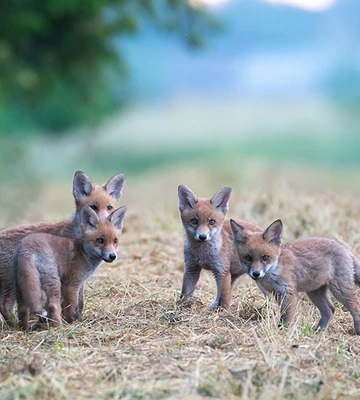 wildtierschutz-deutschland-a75637d74d9aecc7a57a085688d0b95c.jpg