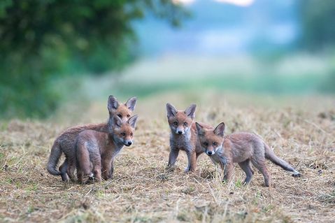wildtierschutz-deutschland-a75637d74d9aecc7a57a085688d0b95c.jpg