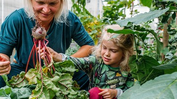 Eine Frau und ein Kind ernten eine Rote Bete in einem üppigen Gewächshaus, umgeben von Blattgemüse und anderen Gemüsesorten.