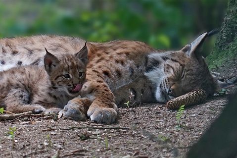 wwf-deutschland-stiftung-6abf3cc3c6117e05103f52dce8cb1a84.jpg