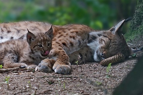wwf-deutschland-stiftung-6abf3cc3c6117e05103f52dce8cb1a84.jpg