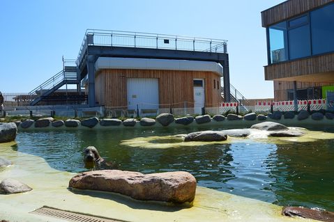 seehundstation-friedrichskoog-57500b165a528060bca2955bb2deae76.jpg