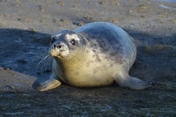 seehundstation-friedrichskoog-683876cd79c1fcd146c8b5a58fbdcf24.jpg