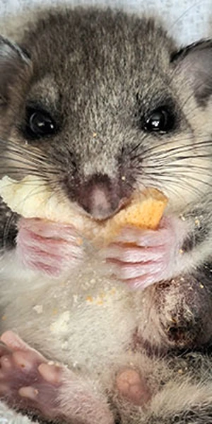 Ein kleines, flauschiges Nagetier mit großen Augen hält ein Stück Brot und sitzt auf einem weichen, weißen Stoff.