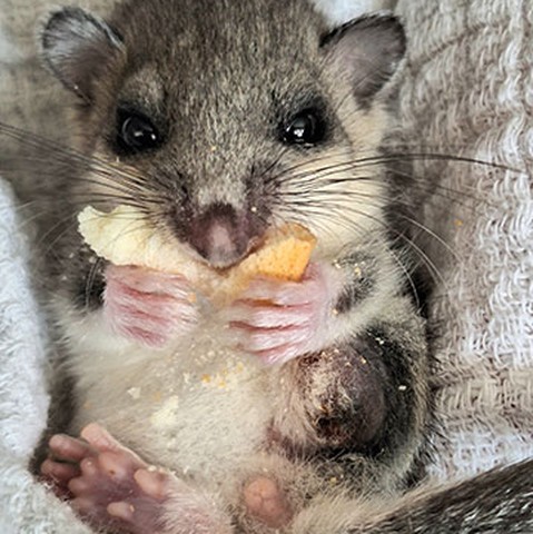 Ein kleines, flauschiges Nagetier mit großen Augen hält ein Stück Brot und sitzt auf einem weichen, weißen Stoff.