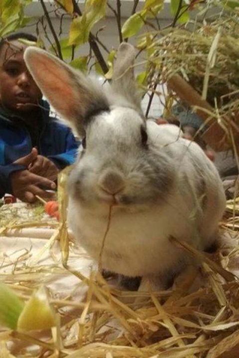 gesundheit-durch-tiere-4a7af9068d83534edcbe731c1ac4cad3.jpeg