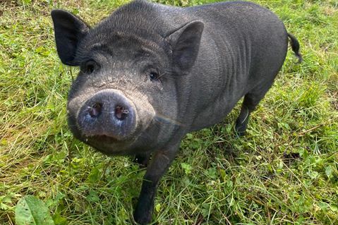 wildtierstation-sachsenhagen-projektseite-2.jpg