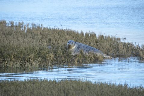 seehundstation-friedrichskoog-54822ab3cd03bc3f5ebee82ba20e8d51.jpg