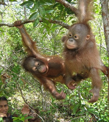 orang-utans-in-not-1-80d5a9c1a2da7c89a40aa6cde472d505.jpg