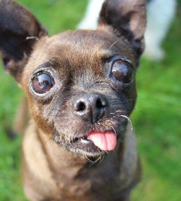 stevies-hundesenioren-hospiz-1048d37aad82d527b1c36281f82e7400.jpg