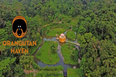 orang-utans-in-not-1-cb53a4c1fbb9c2753e4d37a9685b055d.jpg