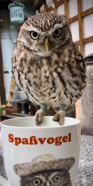 Kleine Eule mit intensiv gelben Augen sitzt draußen auf einer Tasse mit der Aufschrift „Spaßvogel“ und einer gezeichneten Eule.