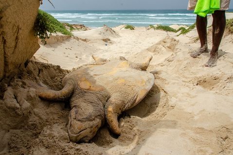 turtle-foundation-39ca61eb6681121d7b0d9543ee890a3c.jpg