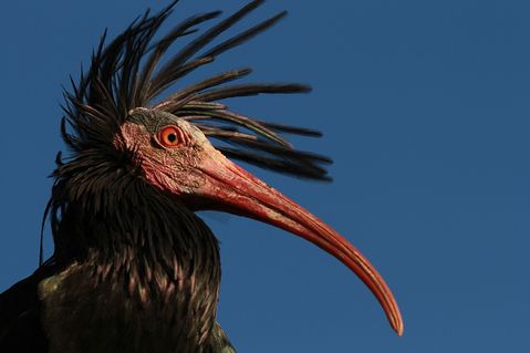 umweltstiftung-wwf-deutschland-43e8734c61af088ccbf3e5649ec95309.jpg