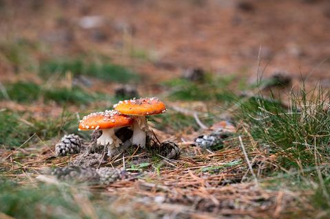 stiftung-naturlandschaften-brandenburg-8f0cfd075b70daa0c99a3f17ce356a80.jpg