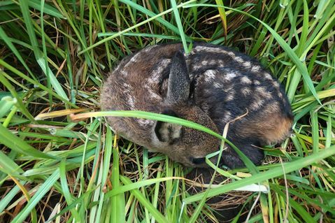 tierrettung-emsland-74ba61cbc91ebbea4511f681f7880aec.jpg