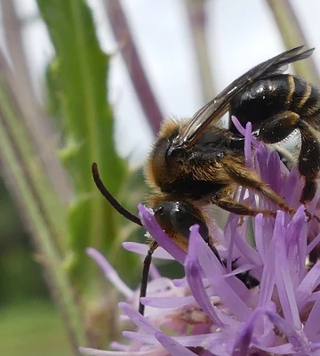 wilde-bienchen-rhoen-83e5bdc3db22df80d8de5ccc09b7864b.jpg