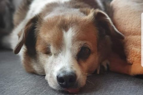 stevies-hundesenioren-hospiz-280e53c7d7df14424fe1c8d8b089a19d.jpg