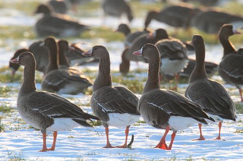 nabu-naturschutzstation-niederrhein-e-v-e6380acdcf37588a9780479c4bd0a4f1.jpg