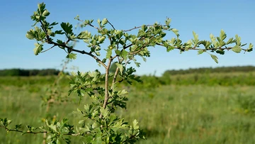 wald-1-1-ggmbh-c989ca15a502a54416adb53b134b5da2.jpeg