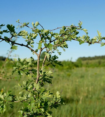 wald-1-1-ggmbh-c989ca15a502a54416adb53b134b5da2.jpeg