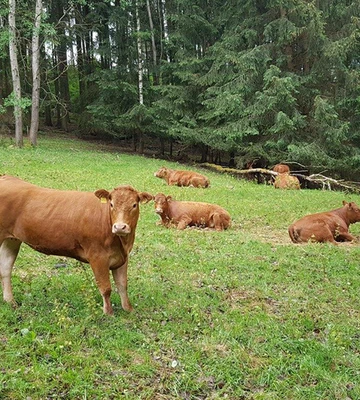 lbv-in-bayern-dadda6961fda3d335e177060afbf957c.jpg