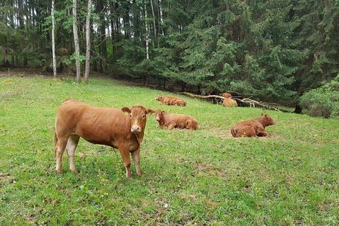 lbv-in-bayern-dadda6961fda3d335e177060afbf957c.jpg