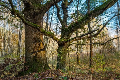 stiftung-naturlandschaften-brandenburg-2c235e4599c568d503649a37b47c0259.jpg