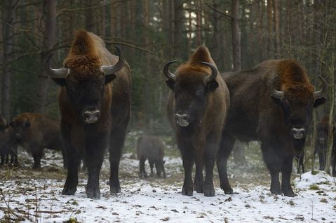 rewilding-oder-delta-1-7d05e02f19e523b94b87836543aa2c66.jpg