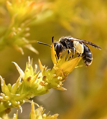 forderverein-naturgut-ophoven-1ca266fdceb708278c6c9274fdb86e10.jpg