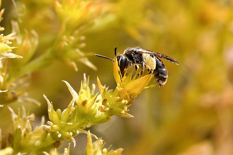 forderverein-naturgut-ophoven-1ca266fdceb708278c6c9274fdb86e10.jpg