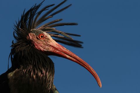 www-waldrapp-9c1cb8a60f593b0ab5e19b3c94cae9c9.jpg