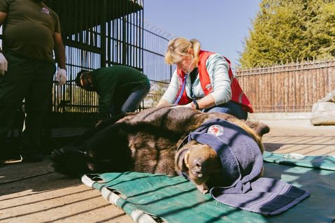 vier-pfoten-stiftung-fuer-tierschutz-c5fb1dfc1bfadaae3fe30178d82e1ec0.jpg