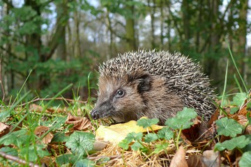 wildtierstation-sachsenhagen-projektseite-4.jpg