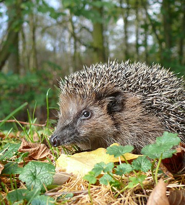 wildtierstation-sachsenhagen-projektseite-4.jpg