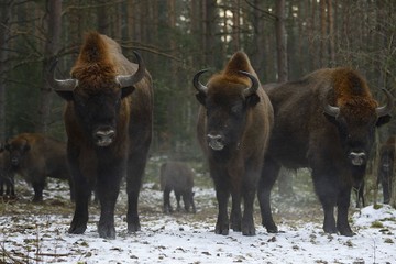 rewilding-oder-delta-e4a02bdae4ff94c53a8d05c093346af4.jpg