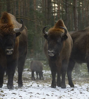 rewilding-oder-delta-e4a02bdae4ff94c53a8d05c093346af4.jpg