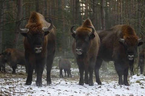 rewilding-oder-delta-e4a02bdae4ff94c53a8d05c093346af4.jpg