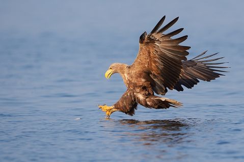 rewilding-oder-delta-1-1564df0f24622babeac1338f8a02a56d.jpg