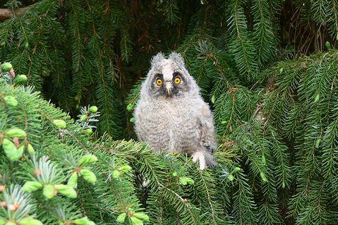 wildtierstation-sachsenhagen-projektseite-1.jpg
