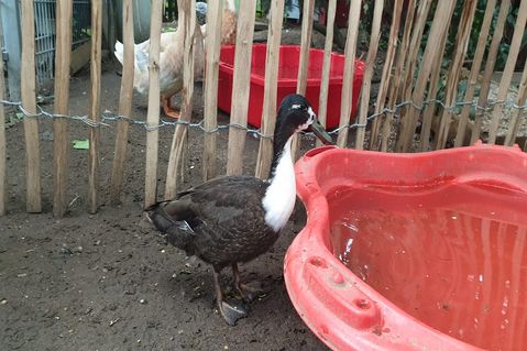 notpfote-animalrescue-7f46ba47c2a4ffde8e191b03d6daaa5b.jpg