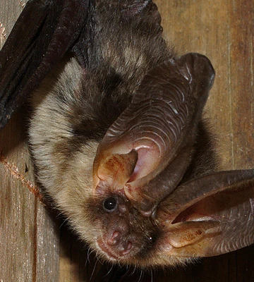 karl-kaus-stiftung-fur-tier-und-natur-78dfd4d4c5123e1d53ec3099d70ae992.jpg