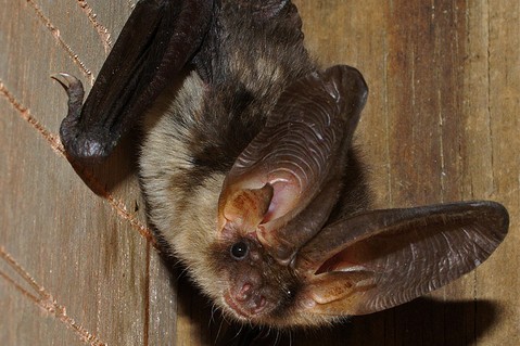 karl-kaus-stiftung-fur-tier-und-natur-78dfd4d4c5123e1d53ec3099d70ae992.jpg