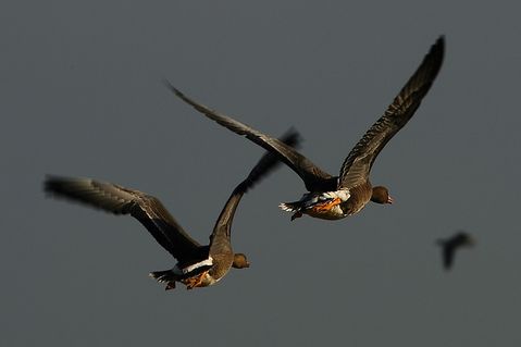 nabu-naturschutzstation-niederrhein-e-v-51af126ec30ce683aebae061d4e935a4.jpg