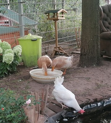 notpfote-animalrescue-068d40be4cf7afda8fc115d2d4687afe.jpg