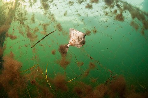 wwf-deutschland-3-e6e67f296c4735bc71b3b92fe31dd6d2.jpg