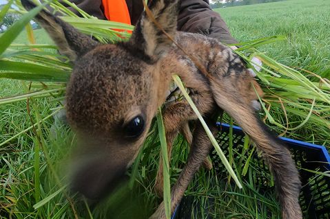 tierrettung-emsland-332aed7b92b1699c9b13558c1d3831be.jpg