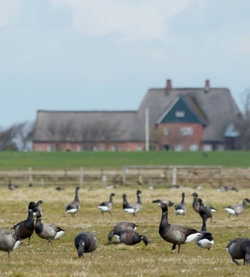 wwf-deutschland-5-c7437a5c68458fa21b85b40803efe184.jpg